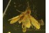 LEPIDOPTERA Superb MOTH  in BALTIC AMBER 353
