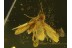 LEPIDOPTERA Superb MOTH  in BALTIC AMBER 353