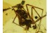 ARANEAE Nice Looking SPIDER in BALTIC AMBER 404