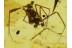 ARANEAE Nice Looking SPIDER in BALTIC AMBER 404