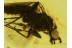 Unusual RHAGIONID FLY in BALTIC AMBER 349