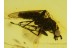 Unusual RHAGIONID FLY in BALTIC AMBER 349