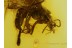 WINGED ANT probably FRASSING in Genuine BALTIC AMBER 405