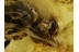 Large MUSCOID FLY Inclusion in Genuine BALTIC AMBER 374