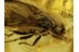 Large MUSCOID FLY Inclusion in Genuine BALTIC AMBER 374