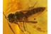 SCELIONIDAE Superb Looking WASP in Genuine BALTIC AMBER 359