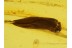 GREEN Eyed CADDISFLY Trichoptera in BALTIC AMBER 375