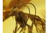 Great ICHNEUMONIDAE WASP in Genuine BALTIC AMBER 360