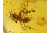 Large ANT & BRACONIDAE WASP in BALTIC AMBER 363