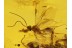 Large ANT & BRACONIDAE WASP in BALTIC AMBER 363