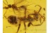 Large ANT & BRACONIDAE WASP in BALTIC AMBER 363