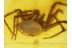 ZOROPSIDAE False Wolf SPIDER in BALTIC AMBER 437