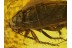 BLATTODEA  Large Great COCKROACH in BALTIC AMBER 352