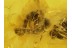 Chrysidoid WASP Inclusion in Genuine BALTIC AMBER 356