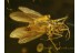 Superb Looking CADDISFLY Trichoptera in Genuine BALTIC AMBER 347