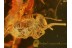 Fossil SPRINGTAIL  Inclusion in BALTIC AMBER 362