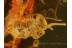 Fossil SPRINGTAIL  Inclusion in BALTIC AMBER 362