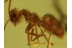 PHORESY  Mite on ANT & LIVERWORT BALTIC AMBER 361