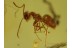 PHORESY  Mite on ANT & LIVERWORT BALTIC AMBER 361