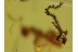 PHORESY  Mite on ANT & LIVERWORT BALTIC AMBER 361