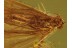 Superb Looking CADDISFLY Trichoptera in Genuine BALTIC AMBER 371