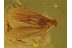 Superb Looking CADDISFLY Trichoptera in Genuine BALTIC AMBER 371