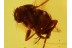PHORIDAE Superb SCUTTLE FLY in BALTIC AMBER 372
