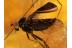 Perfect Looking RHAGIONID FLY in BALTIC AMBER 373