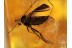 Perfect Looking RHAGIONID FLY in BALTIC AMBER 373