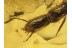 RAPHIDIOPTERA Huge Snakefly Larva in BALTIC AMBER 369