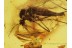 Great TRUE MOSQUITO Culicidae CULEX in BALTIC AMBER 397