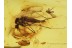 Great TRUE MOSQUITO Culicidae CULEX in BALTIC AMBER 397