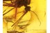 Great TRUE MOSQUITO Culicidae CULEX in BALTIC AMBER 397