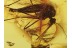 Great TRUE MOSQUITO Culicidae CULEX in BALTIC AMBER 397