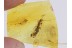 EMBIOPTERA Superb WEBSPINNER in Genuine BALTIC AMBER 407