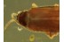 CANTHARIDAE SILINAE Soldier Beetle in Genuine BALTIC AMBER 425