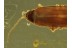 CANTHARIDAE SILINAE Soldier Beetle in Genuine BALTIC AMBER 425