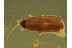 CANTHARIDAE SILINAE Soldier Beetle in Genuine BALTIC AMBER 425