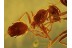 AMAZING looking Fighting ANTS in BALTIC AMBER 435