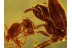 AMAZING looking Fighting ANTS in BALTIC AMBER 435