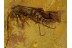 CANTHARIDAE Malthininae Soldier Beetle Genuine BALTIC AMBER 426