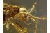 CANTHARIDAE Malthininae Soldier Beetle Genuine BALTIC AMBER 428