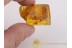 SCRAPTIIDAE False Flower BEETLE in BALTIC AMBER 429