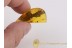 LEIODIDAE Round Fungus BEETLE in BALTIC AMBER 430