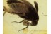 RHIPIPHORIDAE Pauroripidius Wedge-Shaped BEETLE in BALTIC AMBER 