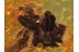 FLOWER in Genuine BALTIC AMBER 415