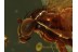 Superb DOLICHOPODID Long-Legged FLY in BALTIC AMBER 416