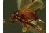 Superb DOLICHOPODID Long-Legged FLY in BALTIC AMBER 416