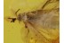 STREPSIPTERA Twisted-Winged Parasite in BALTIC AMBER 422