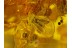 4 Honey Bee APIDAE in BALTIC AMBER 118